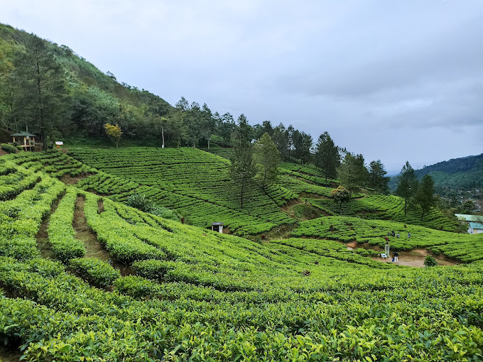 Kebun Teh Puncak Pass Rekomendasi Liburan Akhir Pekan Murah