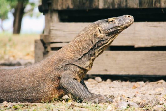 Paket Tour Komodo 4 Hari 3 Malam (4H3M)