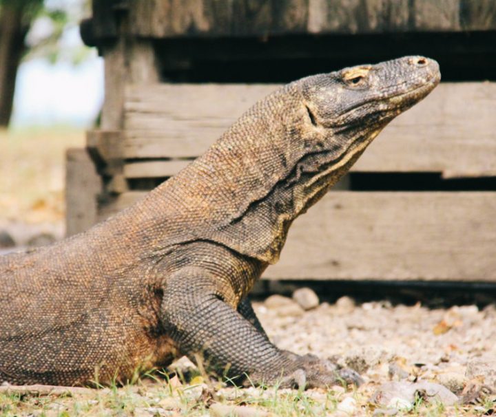 Paket Tour Komodo 4 Hari 3 Malam (4H3M)