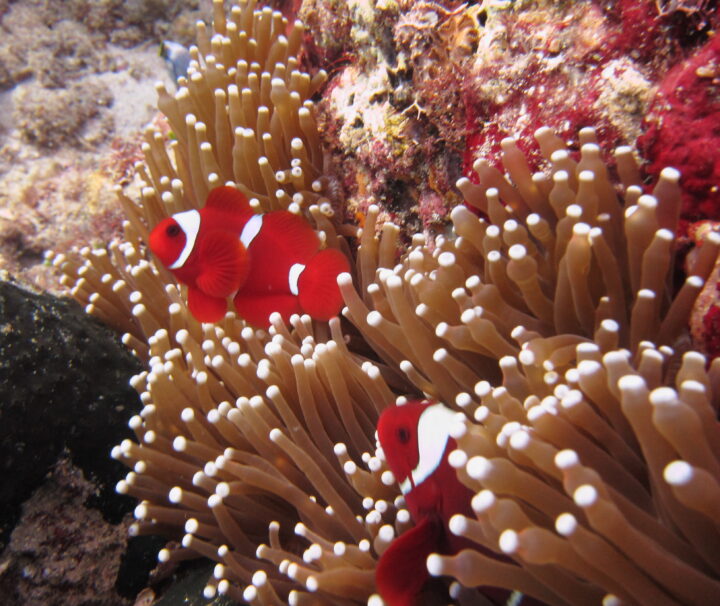 Paket Tour Pulau Ternate,Tidore, Morotai, dan Jailolo 6 Hari 5 Malam (6H5M)