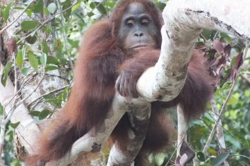 Paket Tour Palangka Raya dan Bukit Batu 4 Hari 3 Malam (4H3M)