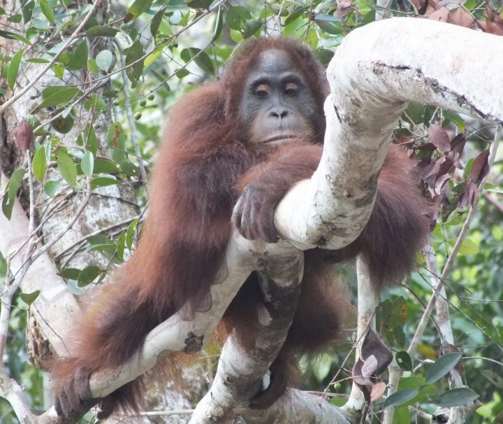 Paket Tour Palangka Raya dan Bukit Batu 4 Hari 3 Malam (4H3M)