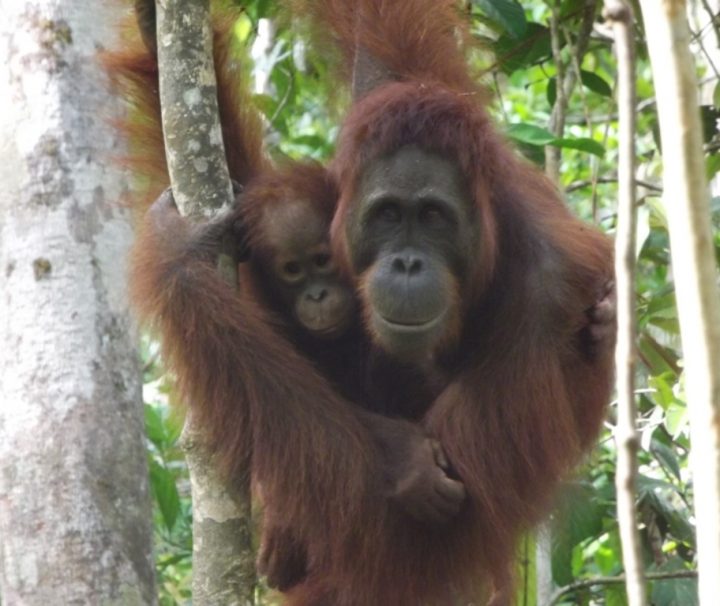 Paket Tour Palangka Raya dan Pulau Kaja 3D2N