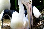 Paket Tour Bali Bird Park,Tanjung Benoa, dan Bedugul 5 Hari 4 Malam (5H4M)
