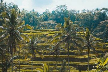 Paket Tour Ubud Bali 3 Hari 2 Malam (3H2M)