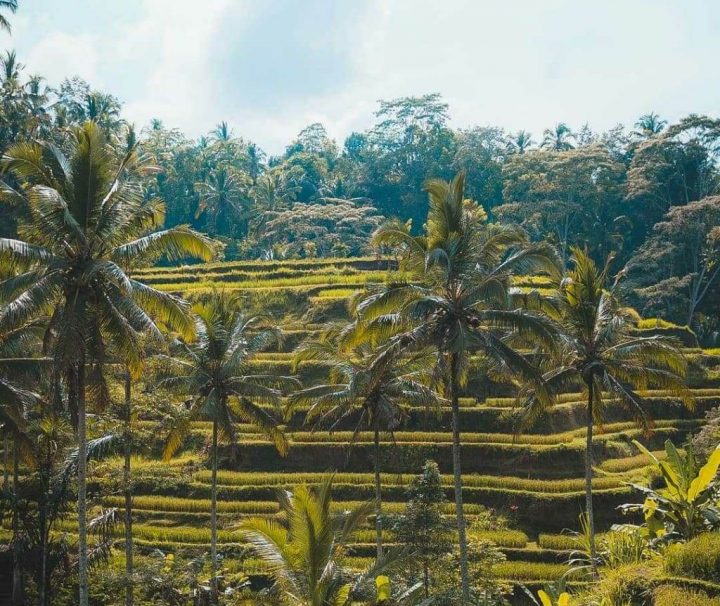 Paket Tour Ubud Bali 3 Hari 2 Malam (3H2M)