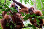 Paket Tour Bukit Lawang 2 Hari 1 Malam (2H1M)