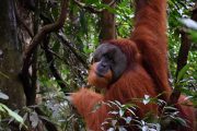 Paket Tour Bukit Lawang 2 Hari 1 Malam (2H1M)
