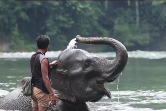 Paket Tour Tangkahan dan Bukit Lawang 3 Hari 2 Malam (3H2M)