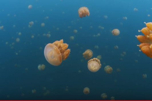 Pulau Misool_Campa tour