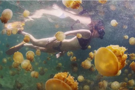 Pulau Misool_Campa tour