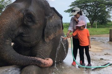 Memandikan gajah - Paket Tour Way Kambas bersama Campa Tour
