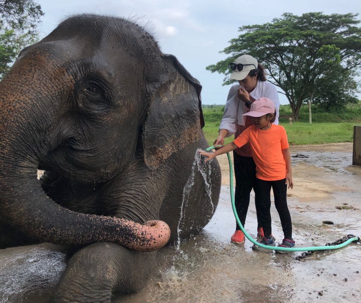 Memandikan gajah - Paket Tour Way Kambas bersama Campa Tour