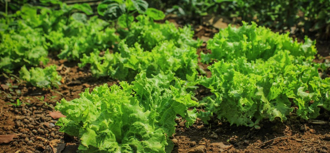 Paket Tour Kunjungan Kebun Organik di Jogja 3 Hari 2 Malam (3H2M)