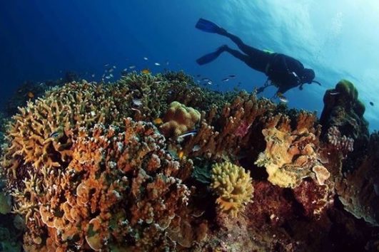 Paket Tour Diving Wakatobi 6 Hari 5 Malam (6H5M)