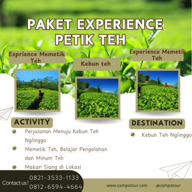 Paket Experience Petik Teh- Jogja