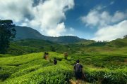 Paket Trekking Telaga Warna dan Telaga Saat Puncak