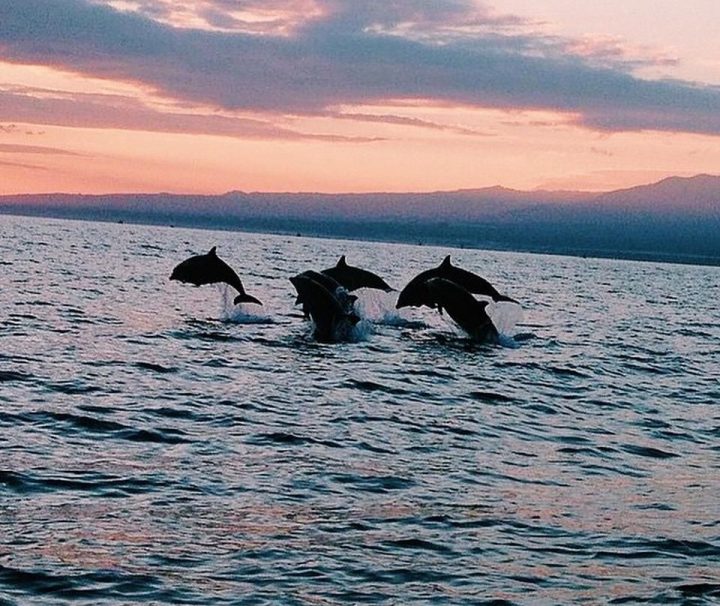 Paket Tour Bali 1 Hari: Pantai Lovina