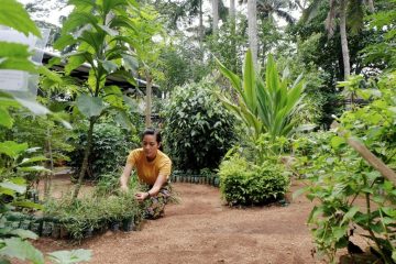 Teh Kebun Kumara