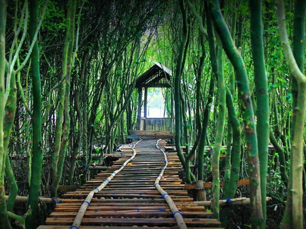 Hutan Mangrove Kulon Progo