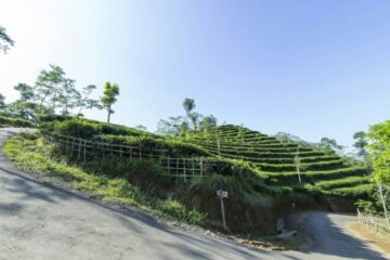 Paket Jeep Kalibiru dan Kebun Teh Ngilnggo 1 Hari