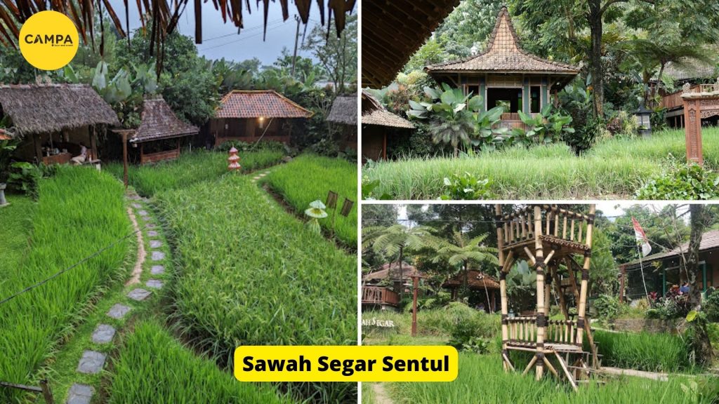 Sawah Segar Sentul