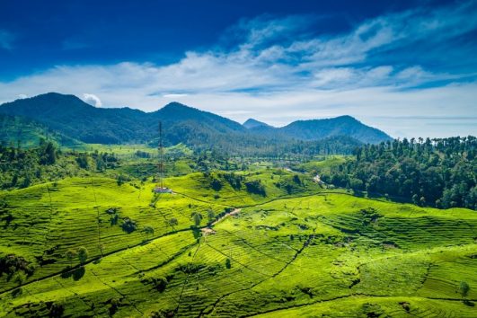 Paket Tour Ciwidey 1 Hari: Kawah Putih, Ranca Upas dan Kebun Teh Rancabali