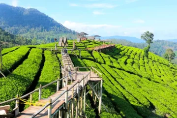 Paket Tour Pangalengan 1 Hari: Wayang Windu dan Taman Rusa