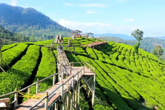 Paket Tour Pangalengan 1 Hari: Wayang Windu dan Taman Rusa