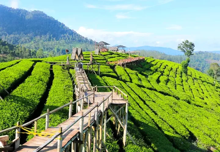 Paket Tour Pangalengan 1 Hari: Wayang Windu dan Taman Rusa