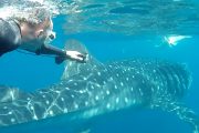 Paket tour sumbawa 4d3n: pulau keanwa, pulau mojo, labuan jambu dan whale shark