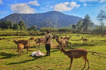 Paket Tour Bandung 1 Hari: Kawah Putih Ciwidey, Kebun The Rancabali Lake Side, Kampung Cai Ranca Upas Dan Petik Strawberry Ciwidey