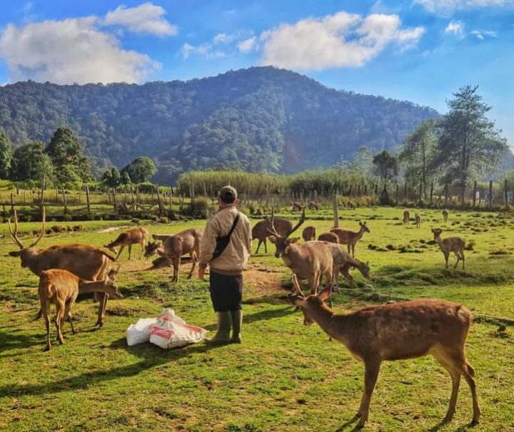 Paket Tour Bandung 1 Hari: Kawah Putih Ciwidey, Kebun The Rancabali Lake Side, Kampung Cai Ranca Upas Dan Petik Strawberry Ciwidey