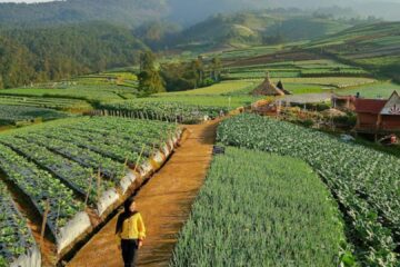 Desa Sukomakmur : Wisata Terasering dan Negeri Sayur di Magelang
