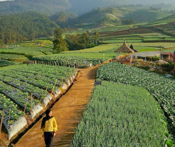 Desa Sukomakmur : Wisata Terasering dan Negeri Sayur di Magelang