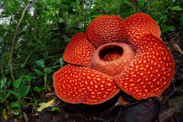Paket Tour Bengkulu 1 Hari: Trekking Explore Bunga Rafflesia