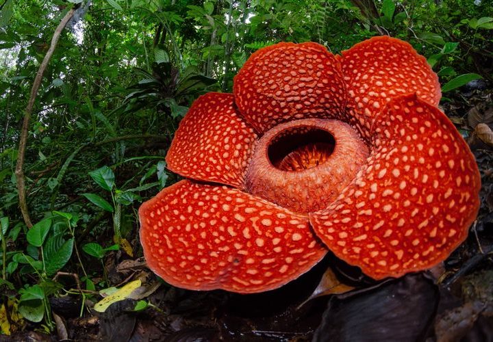 Paket Tour Bengkulu 1 Hari: Trekking Explore Bunga Rafflesia