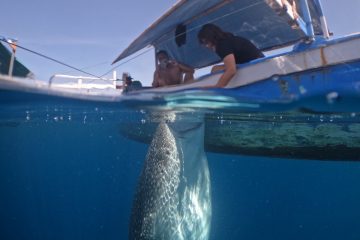 Paket Sehari Foto Drone Whale Shark Gorontalo