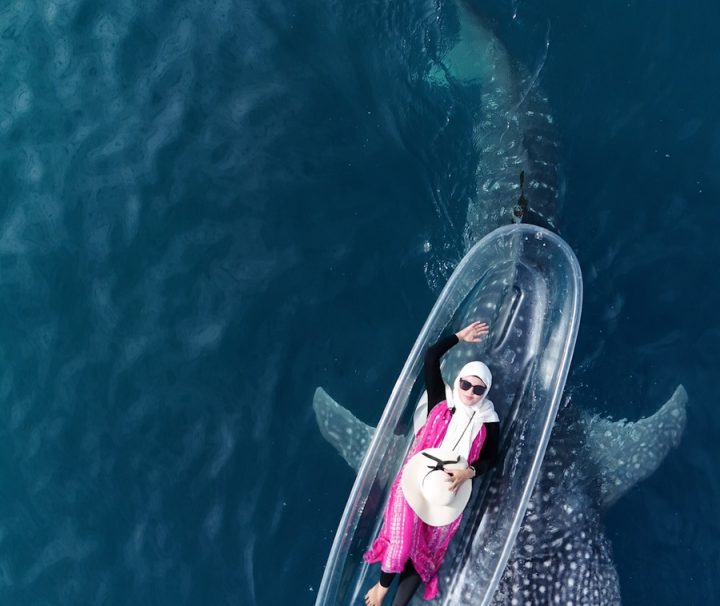 Paket Sehari Foto Drone Whale Shark Gorontalo