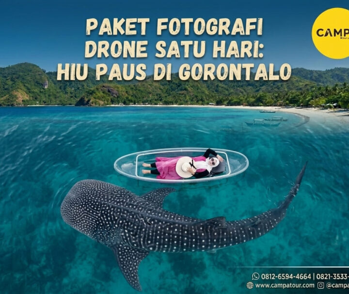 Paket Sehari Foto Drone Whale Shark Gorontalo bersama Campa Tour