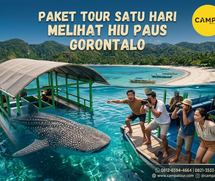 Paket Tour Sehari Melihat Whale Shark Gorontalo bersama Campa Tour