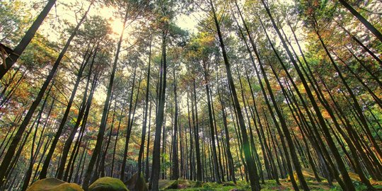 Gunung Pancar di sentul