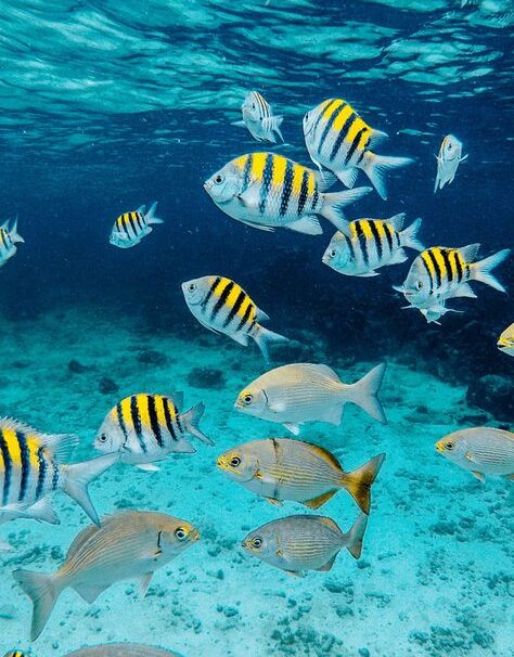 One Day Tour Pahawang