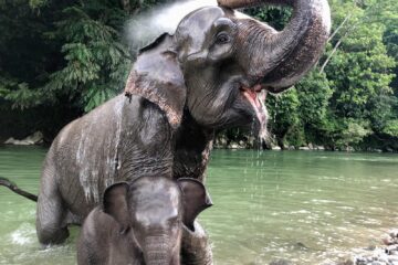 Paket Tour Bukit Lawang 2 Hari 1 Malam (2H1M)