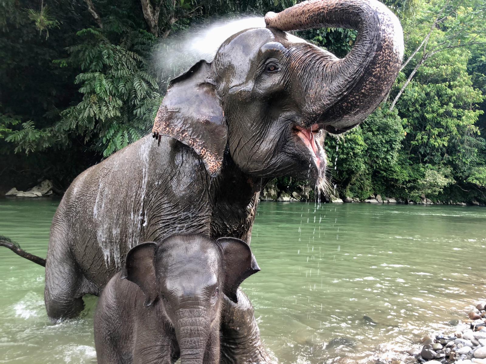 Paket Tour Bukit Lawang 2 Hari 1 Malam (2H1M)