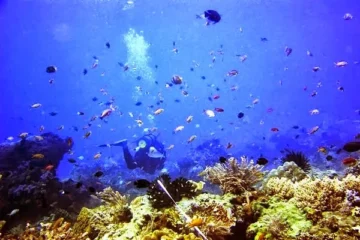 Paket Tour Banyuwangi 1 Hari (Bangsring Underwater dan Taman Nasional Baluran)