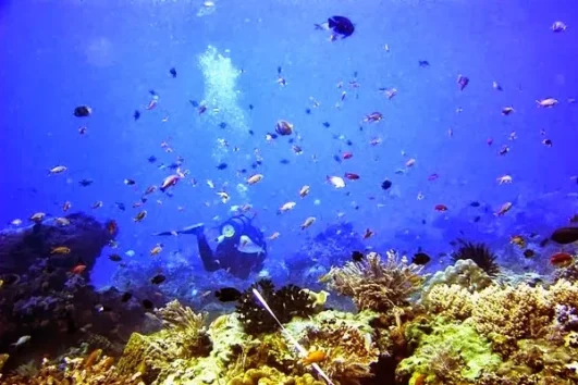 Paket Tour Banyuwangi 1 Hari (Bangsring Underwater dan Taman Nasional Baluran)