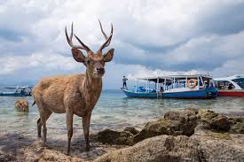 Paket Tour Banyuwangi 2 Hari 1 Malam (2H1M) : Menjangan dan Kawah Ijen