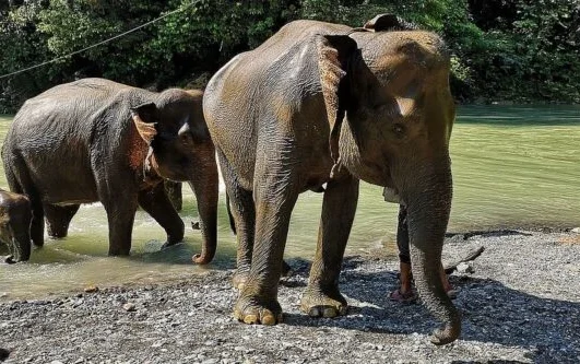 Paket Tour Tangkahan 1 Hari