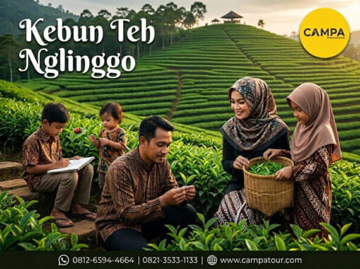 Kebun Teh Nglinggo - Paket Wisata Jogja bersama Campa Tour